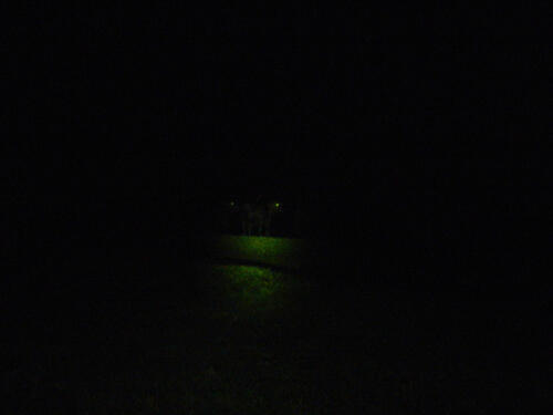 "Luminescent cows"