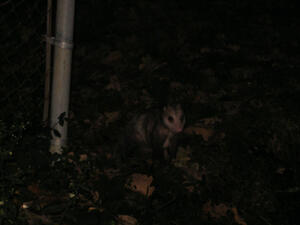 "Opossum"